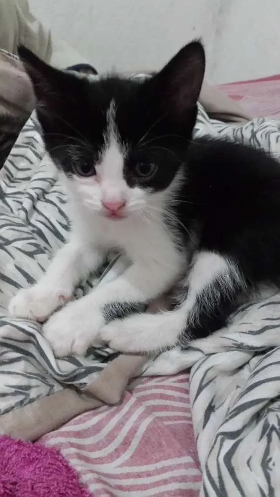Gato raça indefinida idade Abaixo de 2 meses nome sem nomes