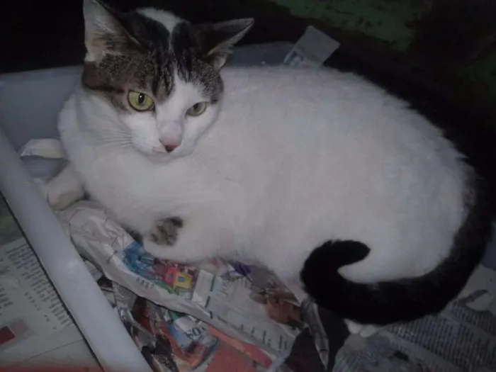 Gato ra a SRD idade 2 anos nome ADELE