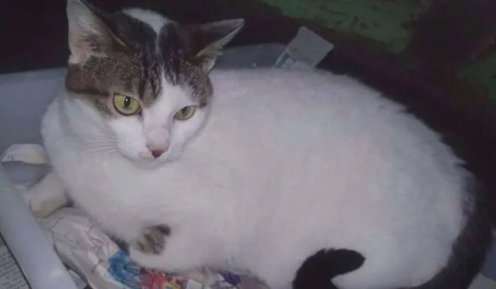 Gato ra a SRD idade 2 anos nome ADELE