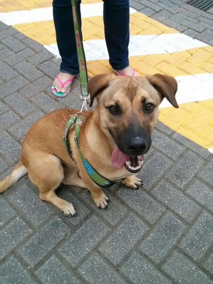 Cachorro ra a SRD idade 7 a 11 meses nome Sandy