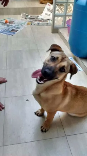 Cachorro raça SRD idade 7 a 11 meses nome Sandy