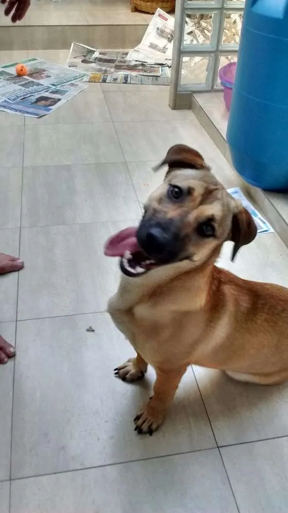Cachorro ra a SRD idade 7 a 11 meses nome Sandy