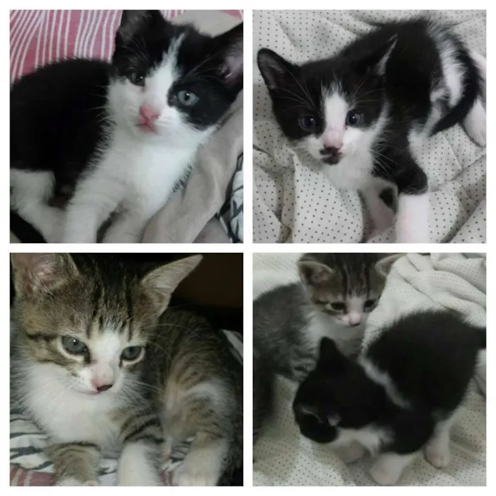 Gato raça Indefinida idade Abaixo de 2 meses nome Sem nome