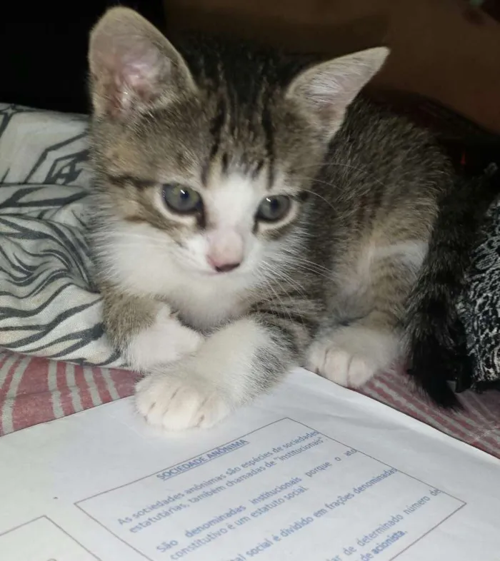 Gato raça Indefinida idade Abaixo de 2 meses nome Sem nome