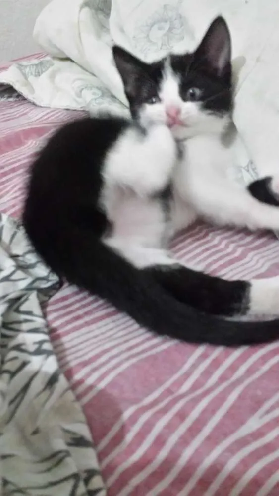 Gato raça Indefinida idade Abaixo de 2 meses nome Sem nome