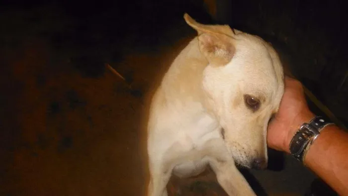 Cachorro ra a vira latas idade 1 ano nome magrelo