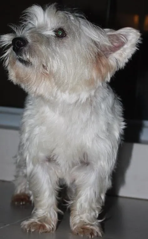 Cachorro ra a Westi terrie idade 5 anos nome Bingo