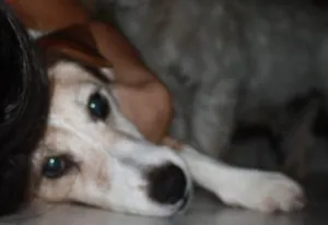 Cachorro raça Fox Terrier idade 6 ou mais anos nome Kira