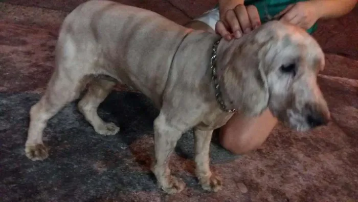 Cachorro ra a Cocker idade 5 anos nome Cocker 
