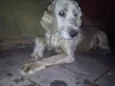 Cocker 