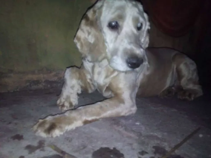 Cachorro ra a Cocker idade 5 anos nome Cocker 