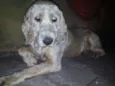Cocker 
