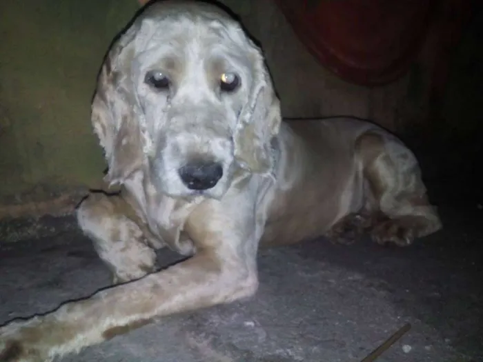 Cachorro ra a Cocker idade 5 anos nome Cocker 