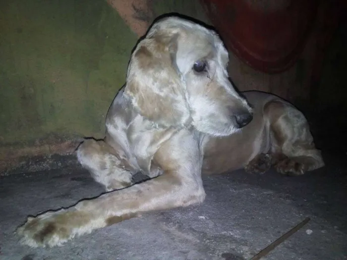 Cachorro ra a Cocker idade 5 anos nome Cocker 