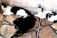 Gatinhos