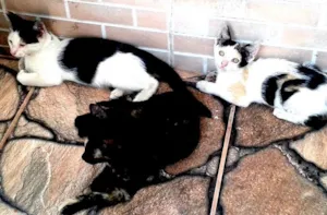 Gato raça SRD idade 2 a 6 meses nome Gatinhos