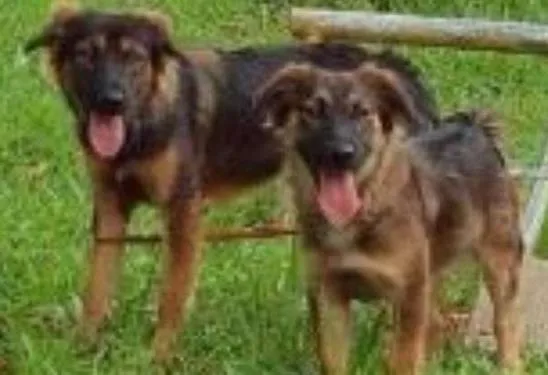 Cachorro ra a indefinida idade 3 anos nome sininho e bela