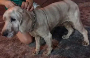 Cachorro raça Cocker idade 5 anos nome Cocker 