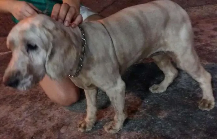 Cachorro ra a Cocker idade 5 anos nome Cocker 