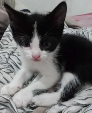 Gato raça Indefinida idade Abaixo de 2 meses nome Sem nome