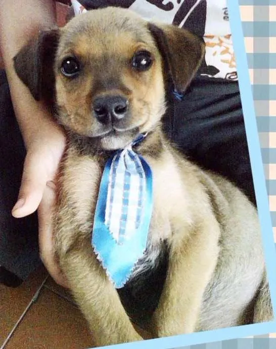 Cachorro ra a SRD idade Abaixo de 2 meses nome Cebolinha
