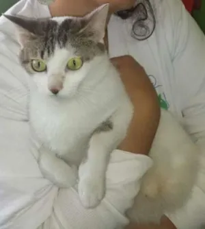 Gato raça SRD idade 2 anos nome ADELE