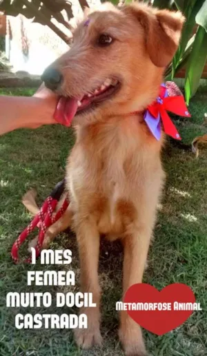 Cachorro raça SRD idade 2 a 6 meses nome Flor