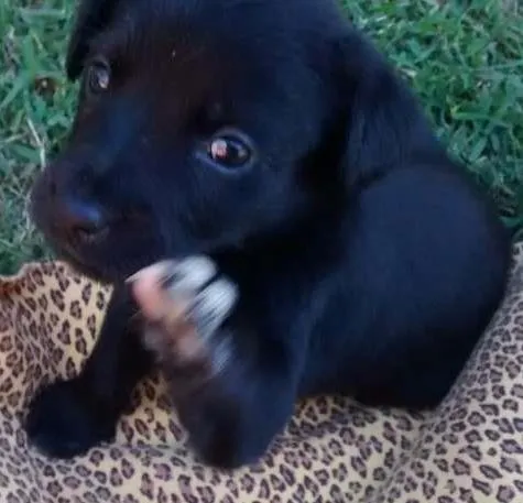 Cachorro ra a SRD idade Abaixo de 2 meses nome Luz, Lua, Amor