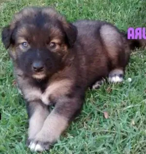 Cachorro raça SRD idade Abaixo de 2 meses nome Luz, Lua, Amor