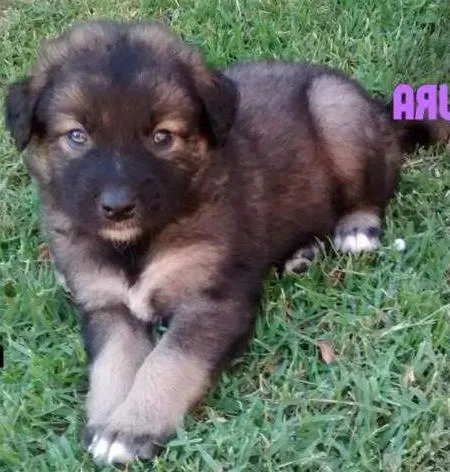 Cachorro ra a SRD idade Abaixo de 2 meses nome Luz, Lua, Amor