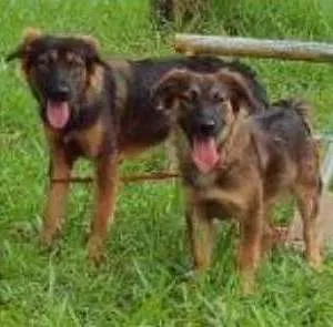 Cachorro ra a indefinida idade 3 anos nome sininho e bela