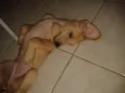 Caramelo