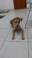 Caramelo
