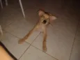 Caramelo