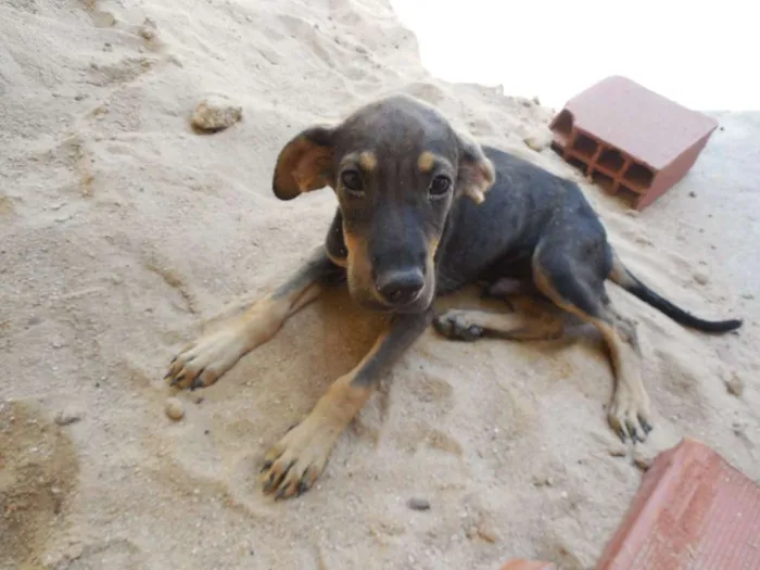 Cachorro raça rnd idade 2 a 6 meses nome Robim