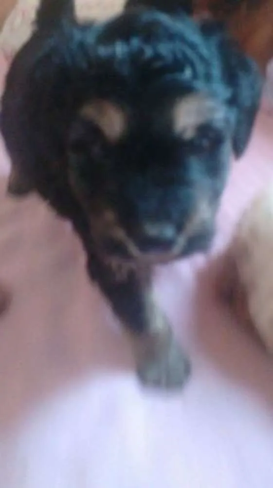 Cachorro ra a não tem idade Abaixo de 2 meses nome não tem