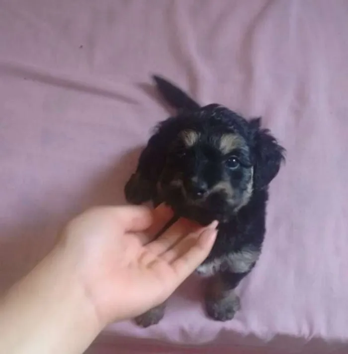 Cachorro ra a não tem idade Abaixo de 2 meses nome não tem
