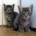 Gatinhos