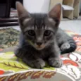 Gatinhos