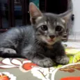 Gatinhos