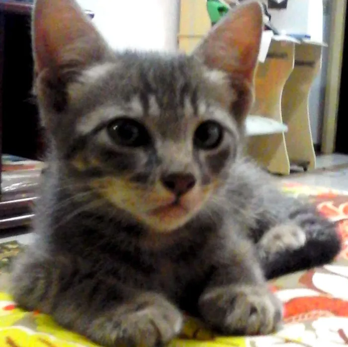 Gato ra a Vira Lata idade Abaixo de 2 meses nome Gatinhos