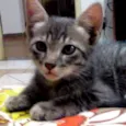 Gatinhos