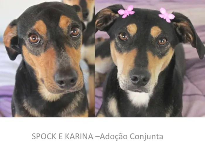 Cachorro ra a  idade 1 ano nome SPOCK E KARINA