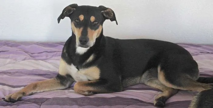 Cachorro ra a  idade 1 ano nome SPOCK E KARINA