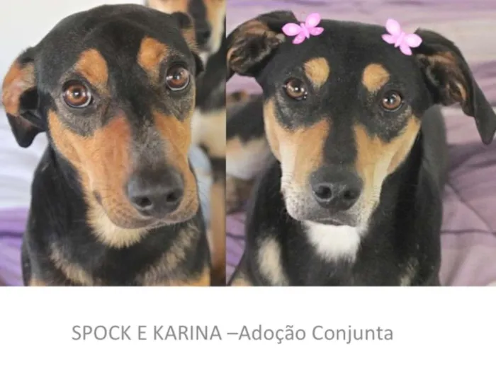 Cachorro ra a  idade 1 ano nome SPOCK E KARINA