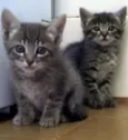Gatinhos