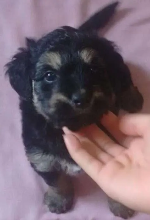 Cachorro ra a não tem idade Abaixo de 2 meses nome não tem