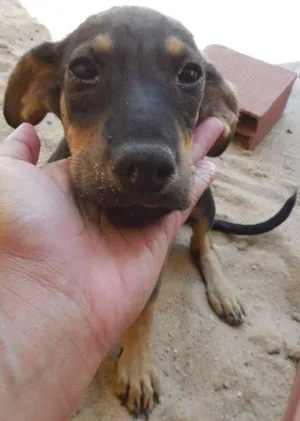 Cachorro raça rnd idade 2 a 6 meses nome Robim