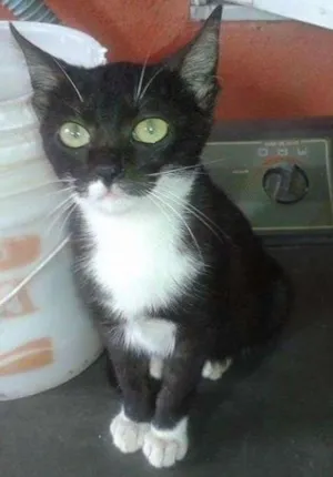 Gato raça Nao sei idade 1 ano nome Batatinha