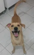 Caramelo